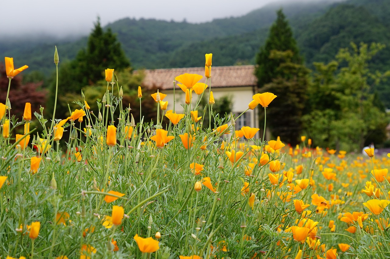 香烟的背景音乐及相关音乐文化